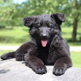 1st Pick female - Black female German Shepherd puppy in Elkmont, Alabama from Oakmont Shepherds