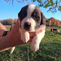 Charlie Brown - Brown and white male Saint Bernard puppy in Kinsman, Ohio from Coleman Saint Bernards of Ohio