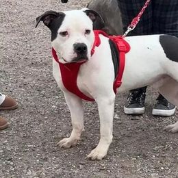 Puppy 2 Ronny - White American Bully puppy in Phoenix, Arizona from Superstes Guard