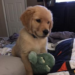 Golden Retriever Puppies from Arkansas River Golden Retrievers