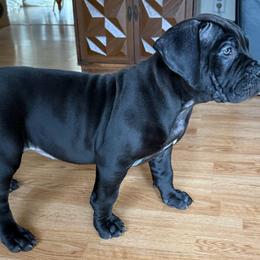 Light pink collar female - Black female Boerboel puppy in Rockford, Illinois from Adoraboerboels
