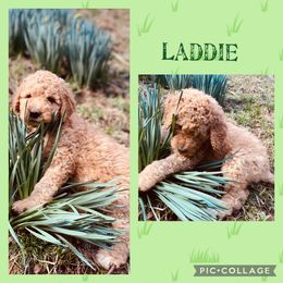 Goldendoodle Puppies from The Poodle Plantation