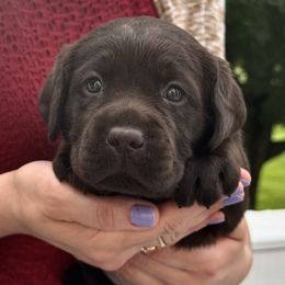 Sierra - Chocolate female Labrador Retriever puppy in Rochester, New Hampshire from Merrydale Labradors
