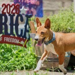 Basenji puppies from Haus Annandael Basenjis
