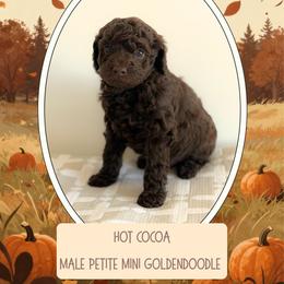 Hot Cocoa- 4275.00 - Chocolate male Goldendoodle puppy in Redmond, Oregon from Bourbon and Lace Doodles