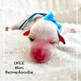 UKEE - Grey and white male Bernedoodle puppy in Houston, Texas from Pia’s Doodle Poodle Wag