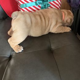 Beefy - Fawn male Bulldog puppy in Marysville, Washington from English Bulldogs WA