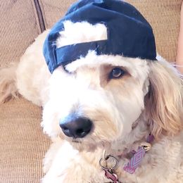 Goldendoodle All Grown Up from Lake Oakdale Doodles