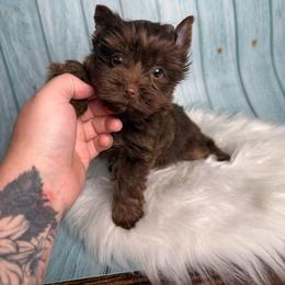 Ayden - Chocolate and tan male Yorkshire Terrier puppy in Tulsa, Oklahoma from Conns Cuddly Canines