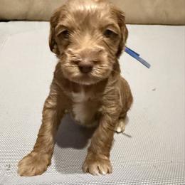 Royal Blue Boy - Caramel red male Australian Labradoodle puppy in West Union, South Carolina from Golden Corner Labradoodles, LLC