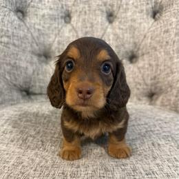 Copper - Chocolate and tan male Dachshund puppy in Fort Gibson, Oklahoma from Cooper’s Dachshunds