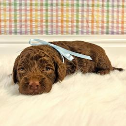 Huck - Brown male Bernedoodle puppy in Russell Springs, Kentucky from 270 Doodles