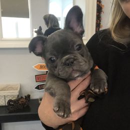 French Bulldog Puppies from Roughneck Frenchies