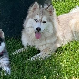 Pomskies from Red Rock Ranch Breeders
