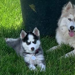 Pomskies from Red Rock Ranch Breeders