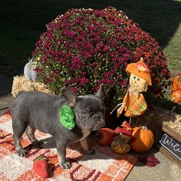 Peanut - Blue female French Bulldog puppy in Union City, Tennessee from West Tennesse Frenchies
