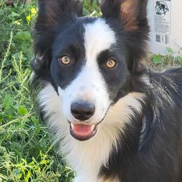 Moose - Border Collie