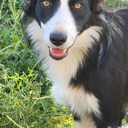 Moose - Border Collie
