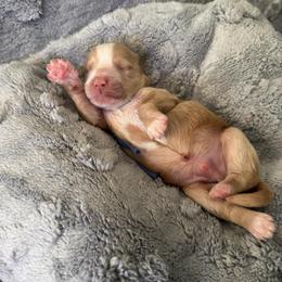 Boy 3 - Apricot male Goldendoodle puppy in Sacramento, California from Goldendoodlesca