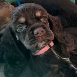 Cocker Spaniels from Sugar B's Cocker Spaniels