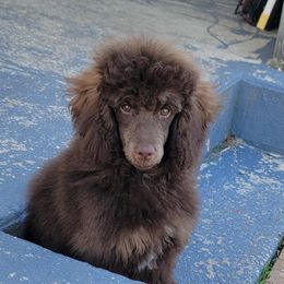 Green Collar - Sable male Poodle puppy in Poplar Grove, Illinois from Awesome Paws