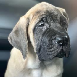 Pink collar - Fawn female Mastiff puppy in Lincolnton, North Carolina from Little Mountain Mastiffs