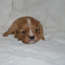 Cavalier King Charles Spaniel Puppies from Freeman's Royal Cavaliers