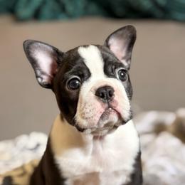 Sierra - Black and white female Boston Terrier puppy in Edgewater, Florida from Homegrown Frenchtons