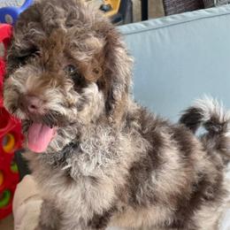 BELLA - Merle female Goldendoodle puppy in Maricopa, Arizona from AZ Designer Goldendoodles