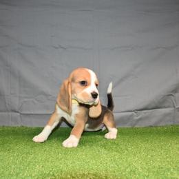 Yellow collar Female - Black tan and white female Beagle puppy in Fontana, California from JLB Beagles & MBT