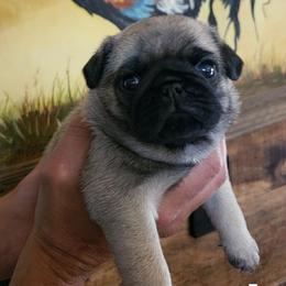 Mr. White - Fawn male Pug puppy in Gore, Oklahoma from Pugs on Pecan