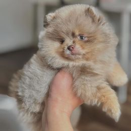 Pomeranian Puppies from Twins Dream Kennel