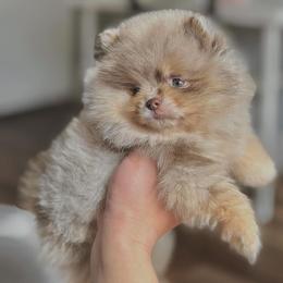 Pomeranian Puppies from Twins Dream Kennel