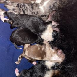 Australian Shepherd Puppies from Wranglin Aussies