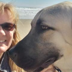 Anatolian Shepherd Dogs and Dachshunds from LaBrosa Kennels