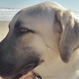 Anatolian Shepherd Dogs and Dachshunds from LaBrosa Kennels