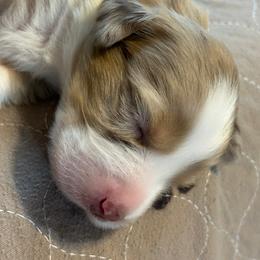Fettuccine Girl 5 - Red merle female Australian Shepherd puppy in Johnson City, Tennessee from St. Isidore Australian Shepherds