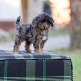 Violet - Merle female Bernedoodle puppy in Denham Springs, Louisiana from GimiPup Doodles