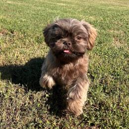Ollie - Liver male Shih Tzu puppy in Tennessee from Cutshall Babies