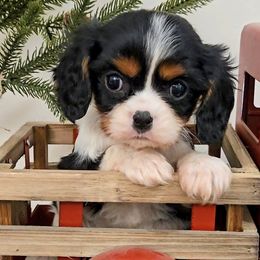 Danny - Tri-color male Cavalier King Charles Spaniel puppy in Blackfoot, Idaho from Rocky Desert Goldens and Cavaliers