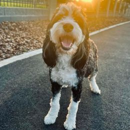 Roxy - Bernedoodle