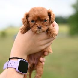 Pippa - Ruby female Cavalier King Charles Spaniel puppy in Sugarcreek, Ohio from Chocolate Cavalier