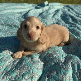 Sam - Cream male Dachshund puppy in New Albany, Mississippi from Double A. Doxies