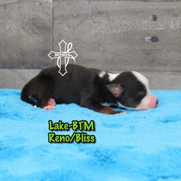Lake - Black tri male Miniature American Shepherd puppy in Elgin, Oregon from Cross L Miniature American Shepherds