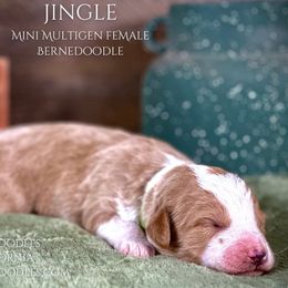Jingle - Bernedoodle puppy from Starlight Bernedoodles