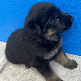 Girl 6-red - Black and tan female German Shepherd puppy in Sharon Grove, Kentucky from Julie’s Shepherds