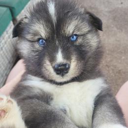 Clara - Black and white female Siberian Husky puppy in Swansea, Illinois from Husky B's