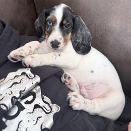 Miller - Dapple male Dachshund puppy in Madison, Wisconsin from SK Miniature   Dachshunds