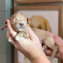 Harmony - Apricot female Goldendoodle puppy in Wharton, Texas from Little Fur Friends