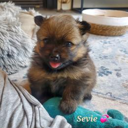 Sevie - Orange sable female Pomeranian puppy in Saint Charles, Missouri from Bisous Pomeranians & Heartland Sh
